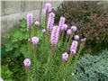 listris